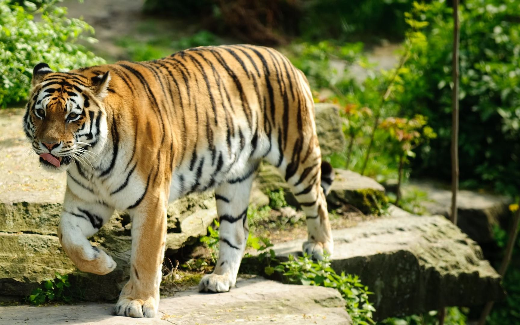 best_tiger-2560x1600.jpg