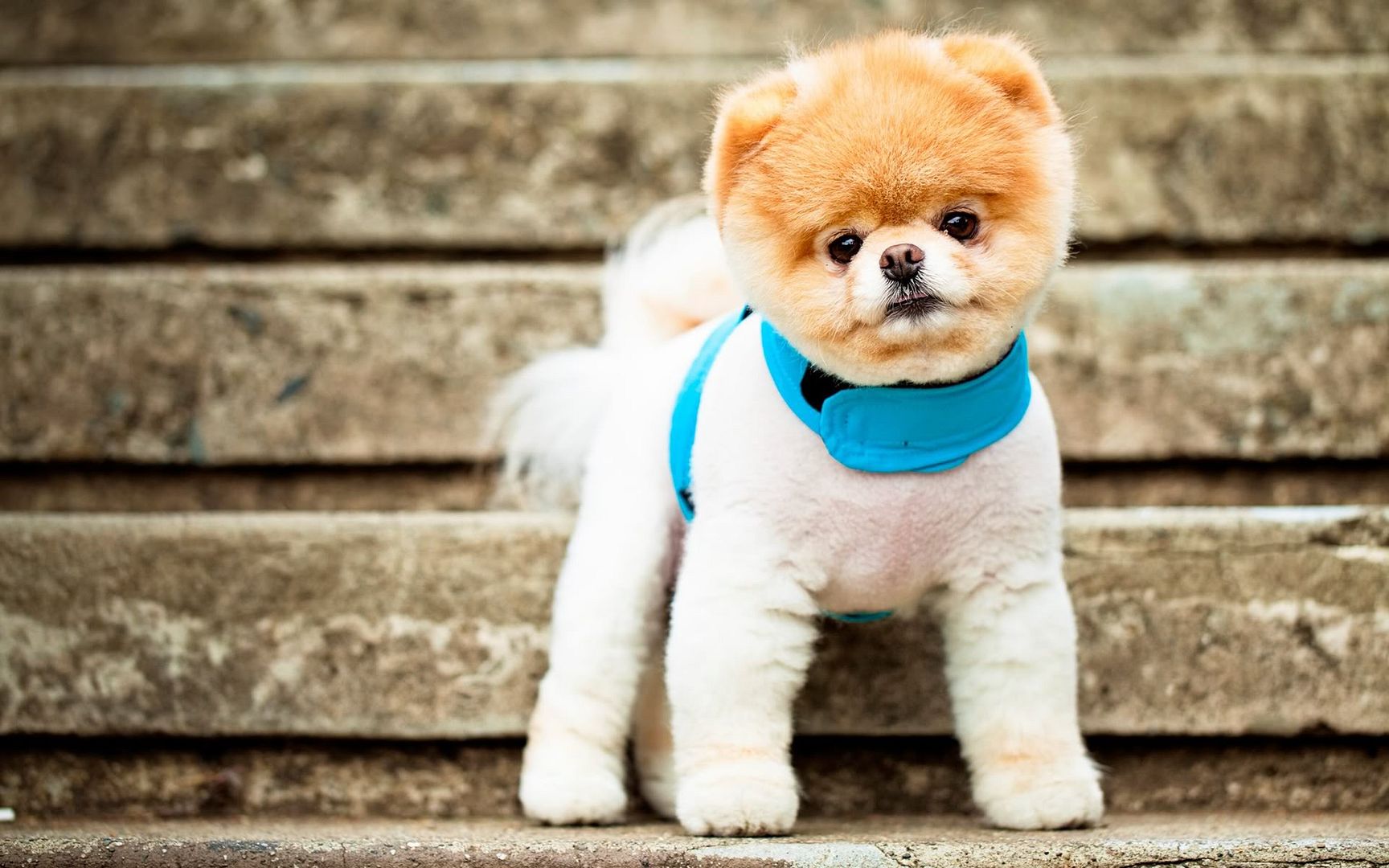 boo_the_cutest_dog-1920x1200.jpg
