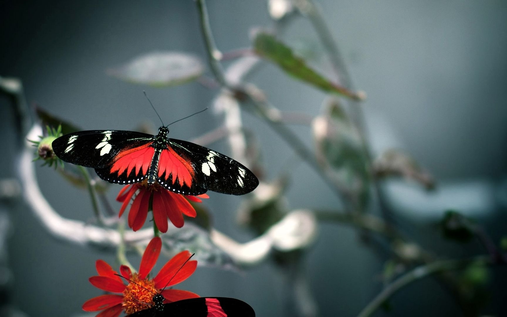 butterfly-2560x1600.jpg