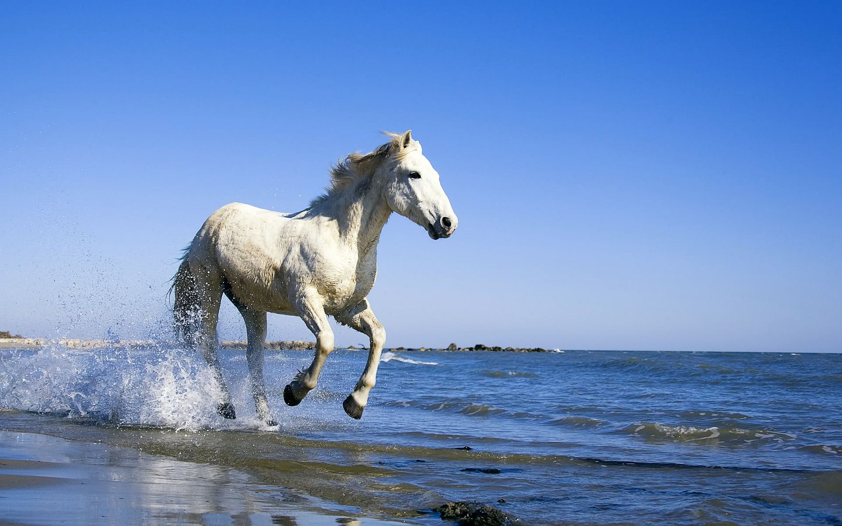 camargue_white_horse-1920x1200.jpg