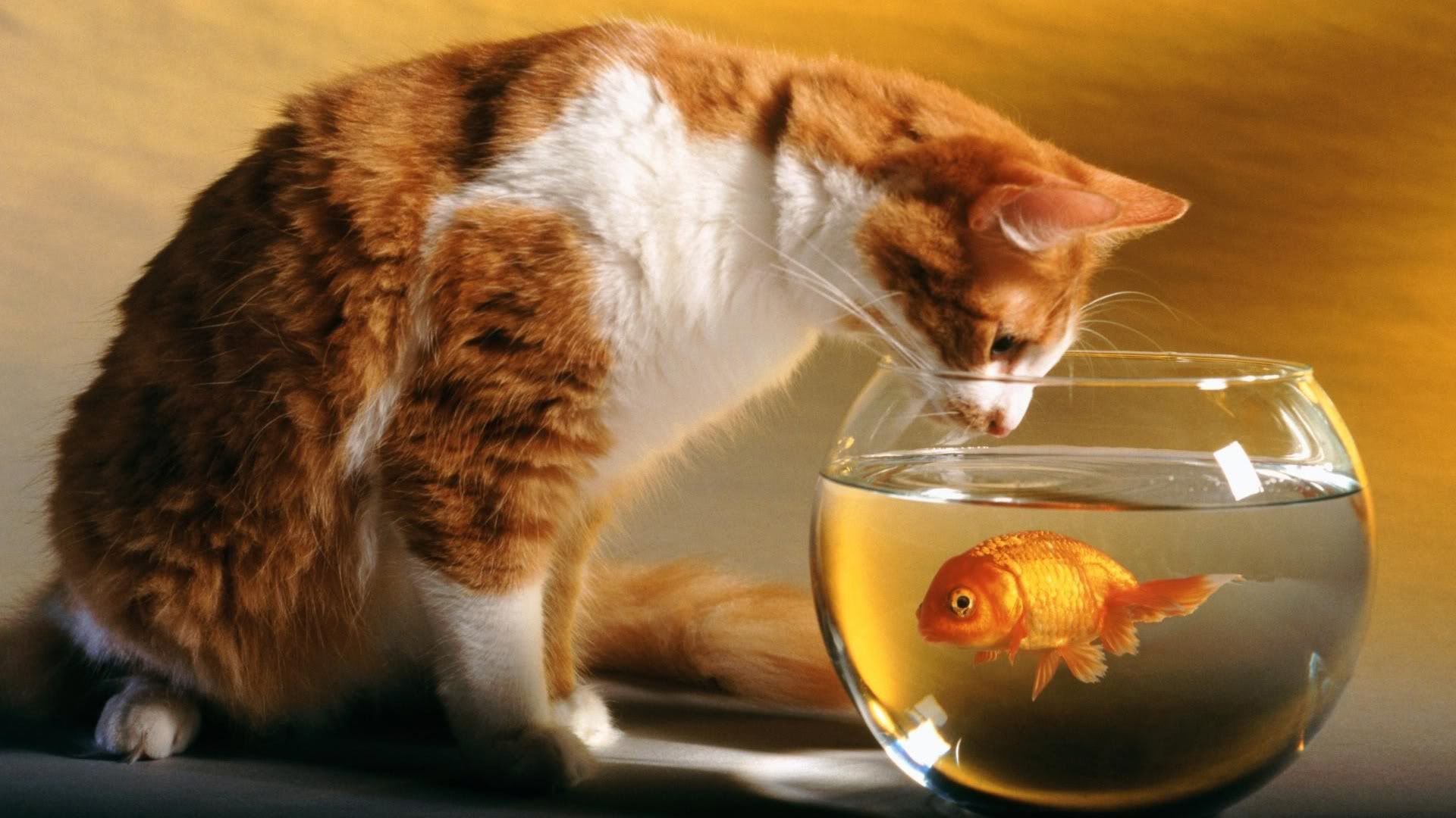 cat_and_fish-1920x1080.jpg