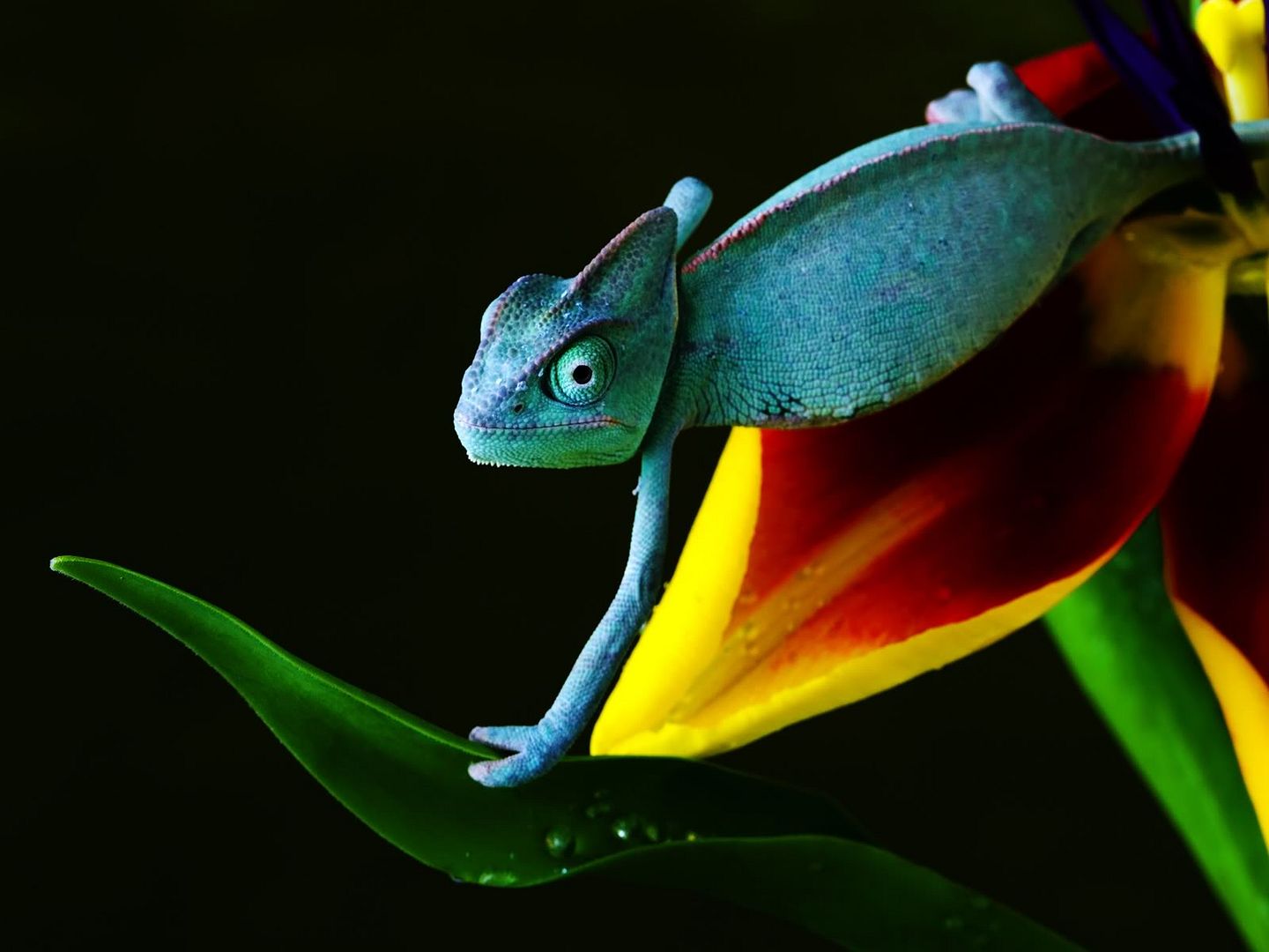 chameleon_in_blue-1600x1200.jpg
