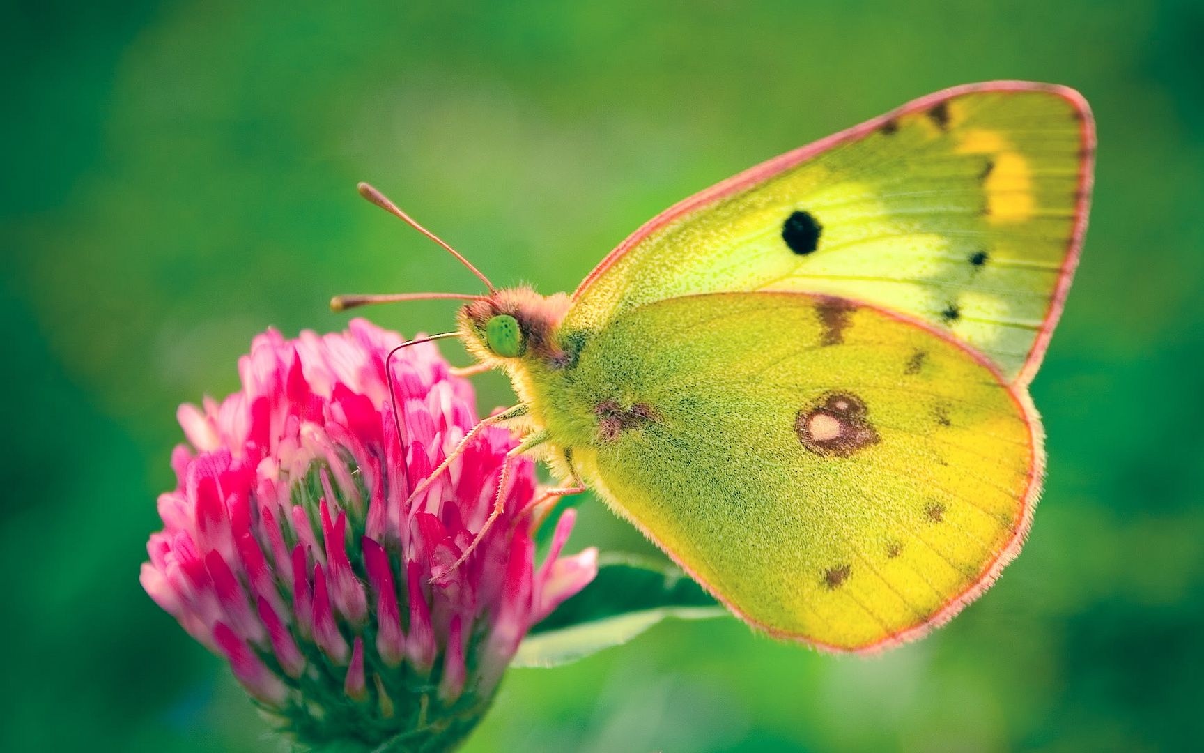 colias_hyale_butterfly-1920x1200.jpg