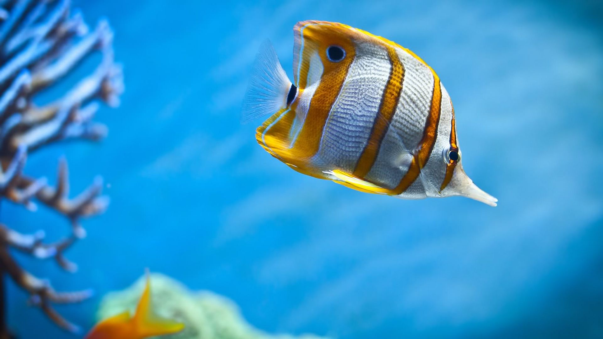 copperband_butterfly_fish-2560x1440.jpg
