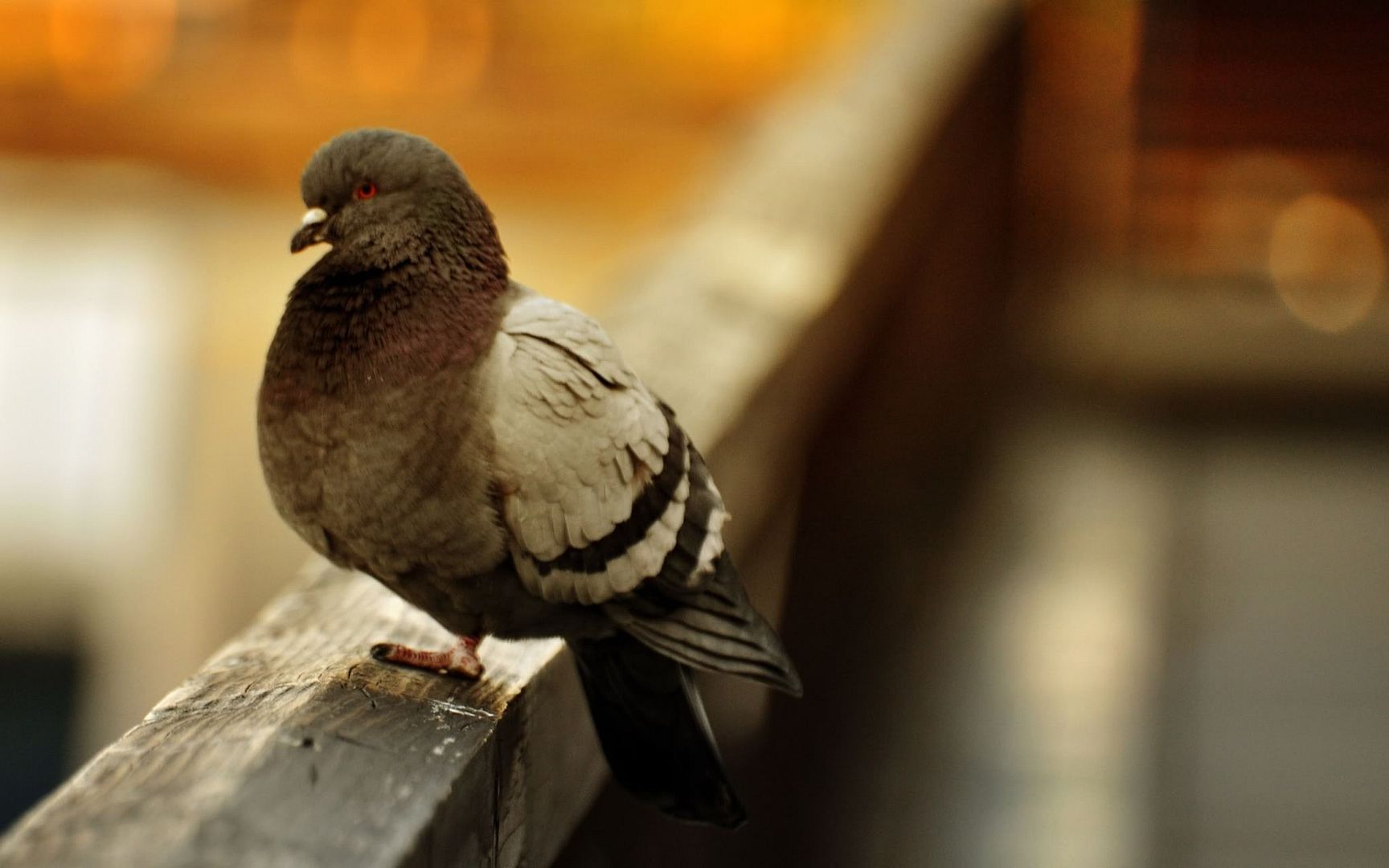 crazy_bird-2560x1600.jpg