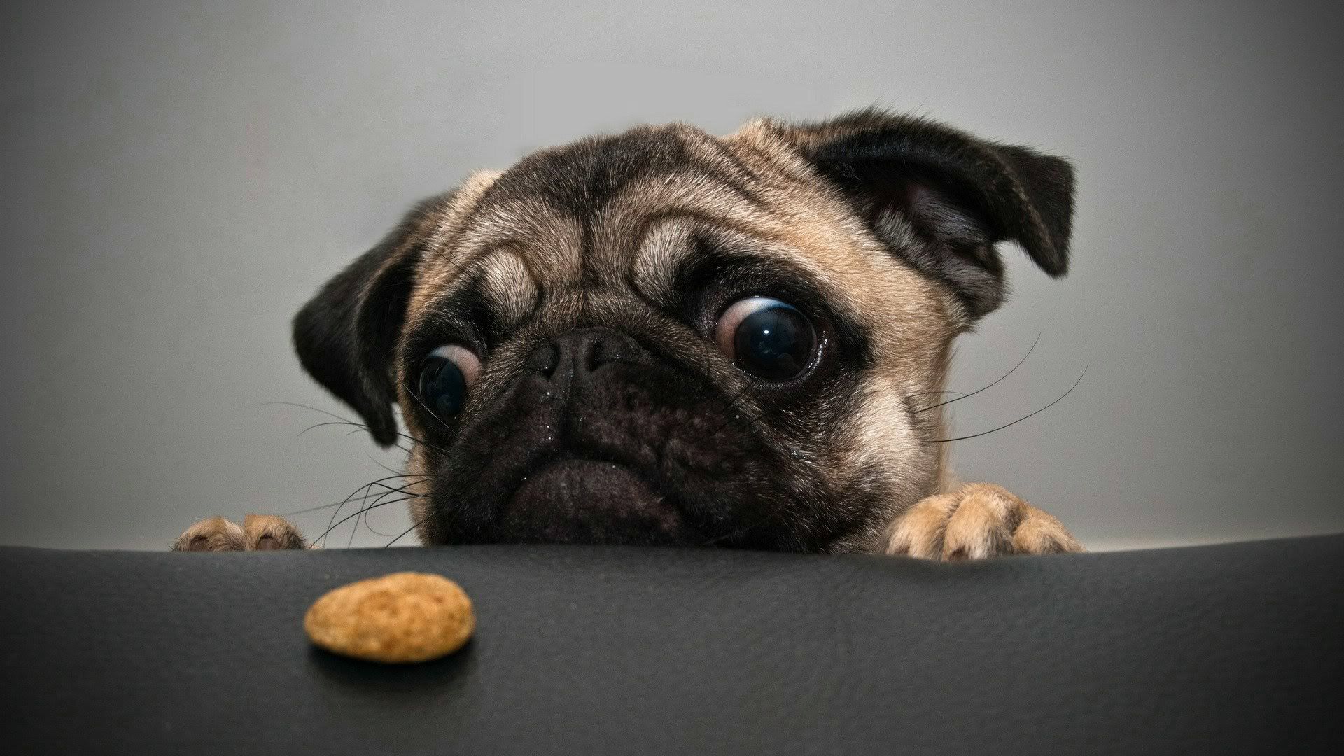 crazy_pug-1920x1080.jpg