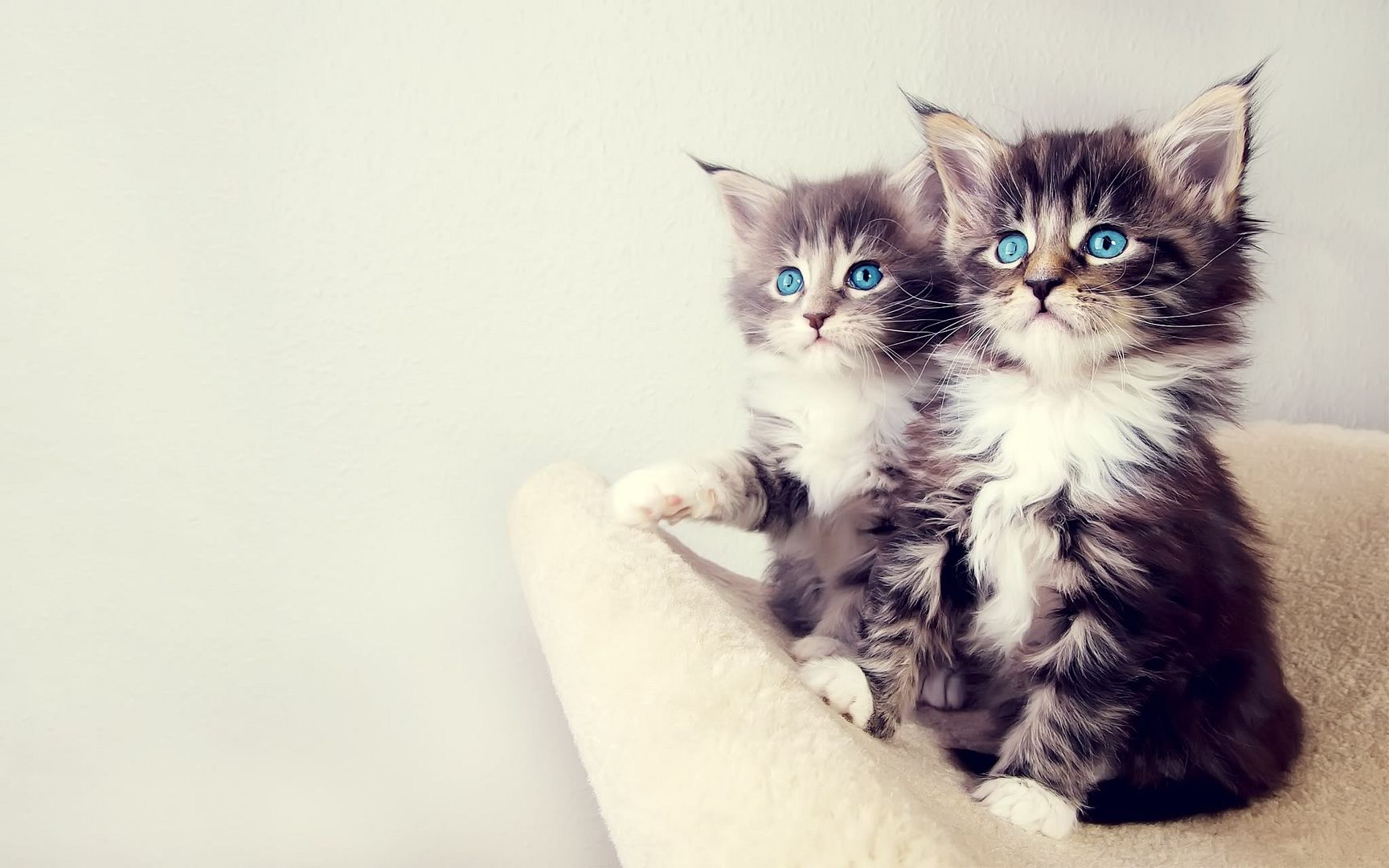 cute_kittens-2560x1600.jpg