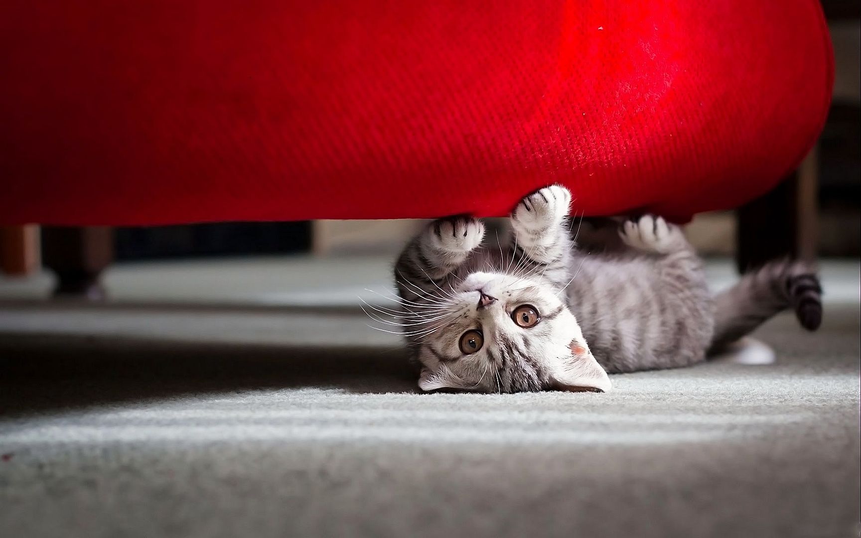cute_little_cat-1920x1200.jpg