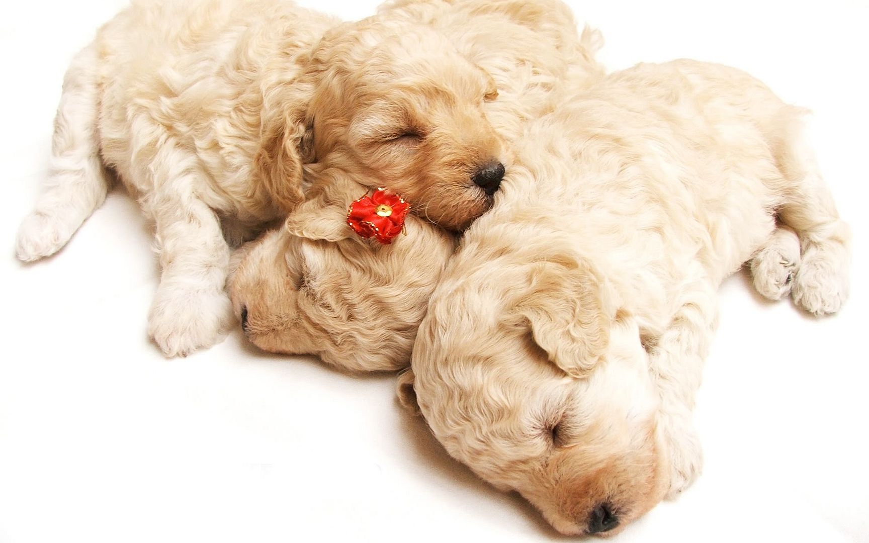 cute_sleeping_puppies-1920x1200.jpg