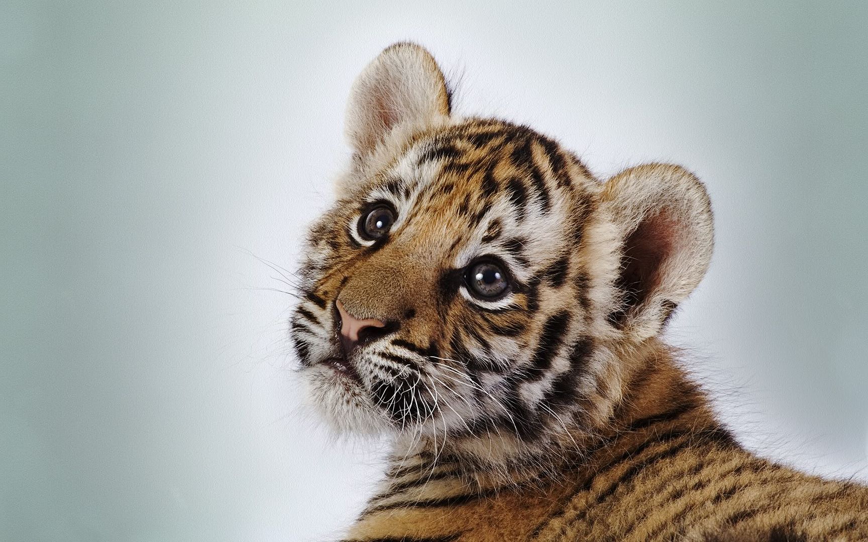 cute_tiger_cub-1920x1200.jpg