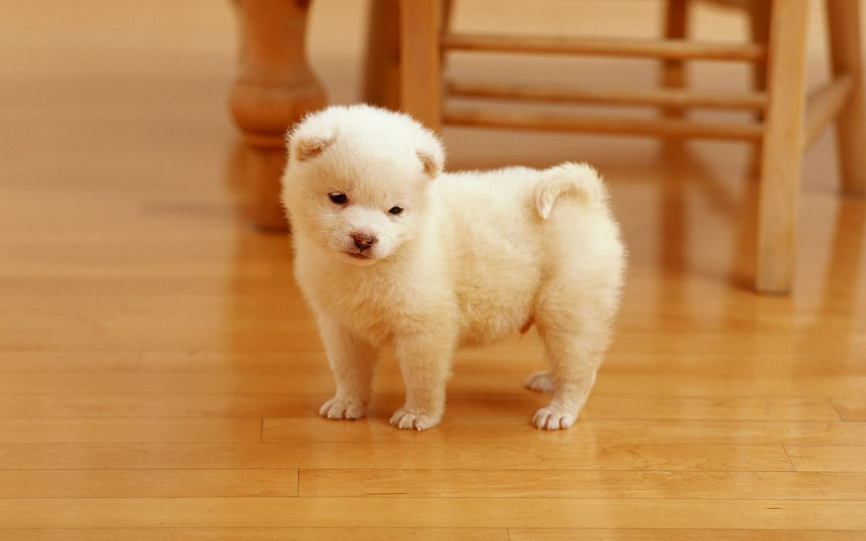 cutest_puppy-2560x1600.jpg