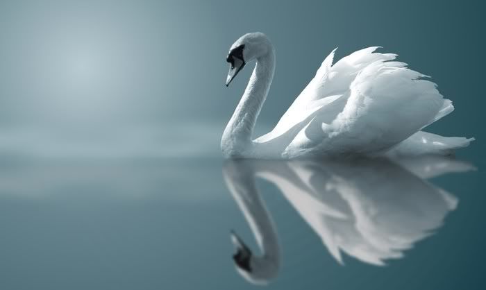 697swan.jpg