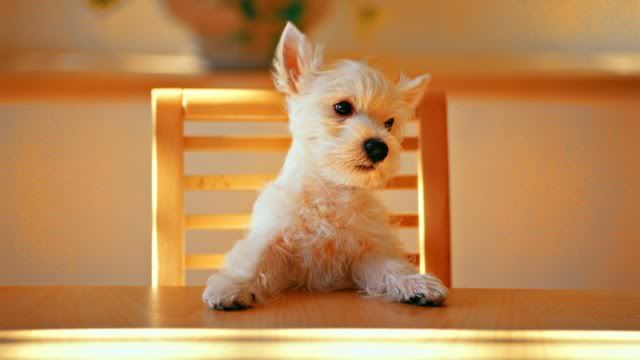 dog-wallpaper-preview-1.jpg