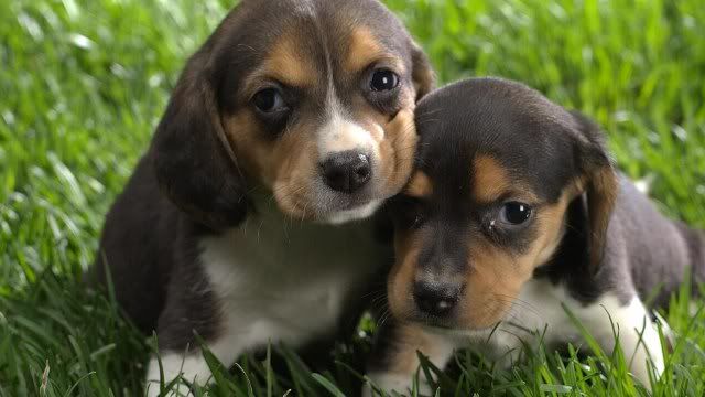 dog-wallpaper-preview-11.jpg