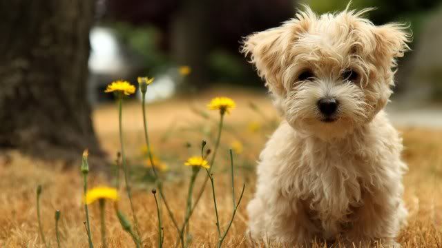 dog-wallpaper-preview-12.jpg