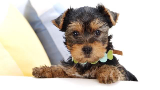 dog-wallpaper-preview-13.jpg