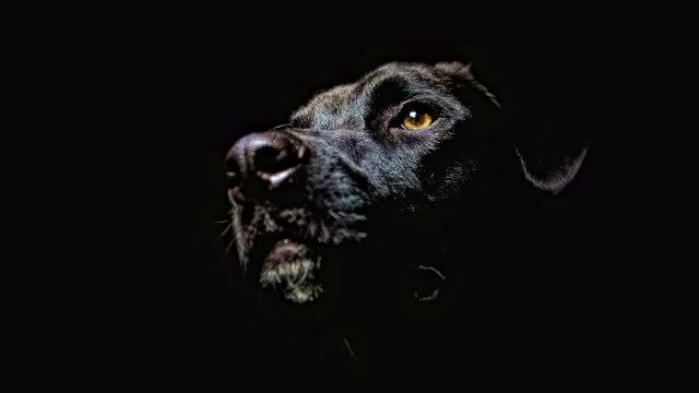 dog-wallpaper-preview-2.jpg