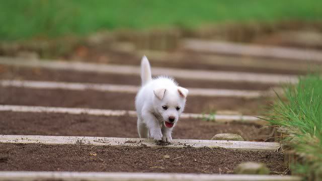 dog-wallpaper-preview-30.jpg