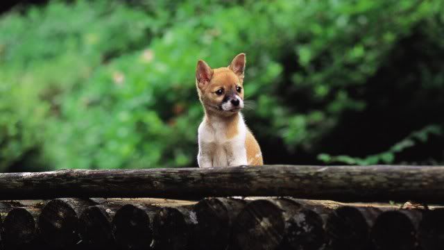 dog-wallpaper-preview-31.jpg