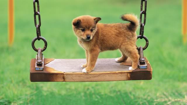 dog-wallpaper-preview-32.jpg