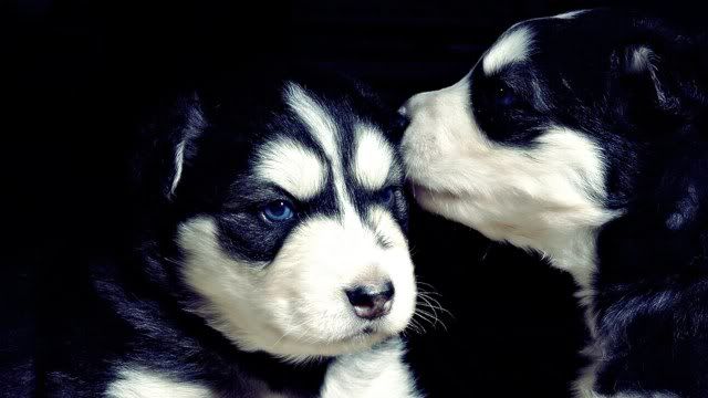dog-wallpaper-preview-38.jpg