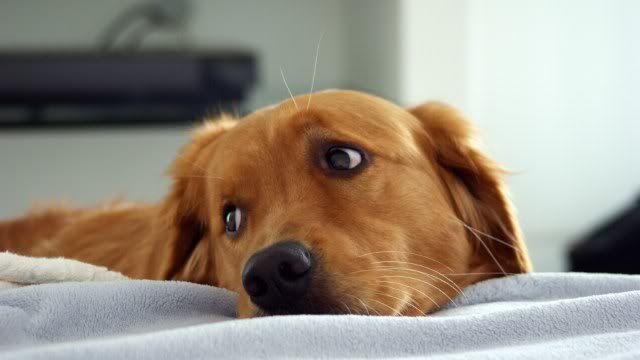dog-wallpaper-preview-4.jpg