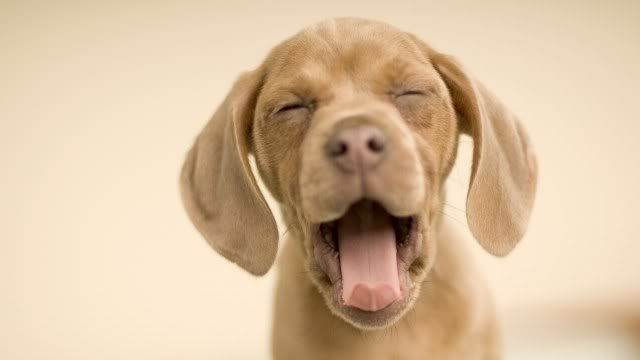 dog-wallpaper-preview-41.jpg