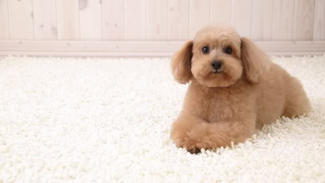 dog-wallpaper-preview-42.jpg