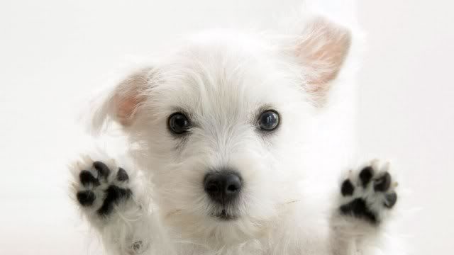 dog-wallpaper-preview-49.jpg