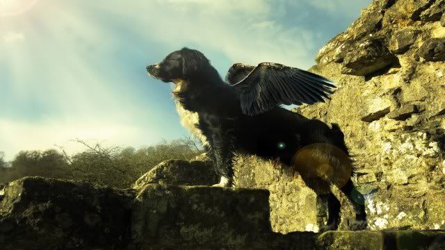 dog-wallpaper-preview-50.jpg