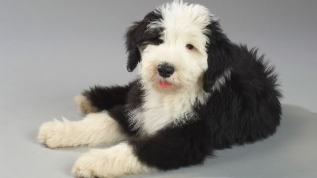 dog-wallpaper-preview-6.jpg