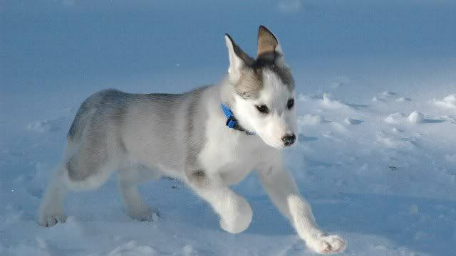 dog-wallpaper-preview-8.jpg