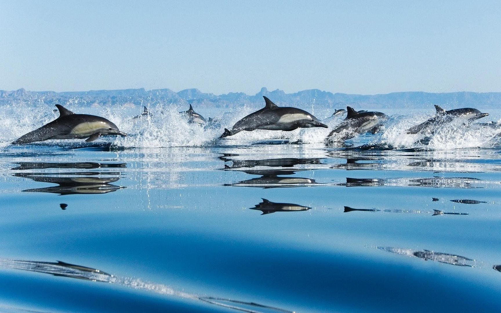 dolphins_in_sea-1920x1200.jpg
