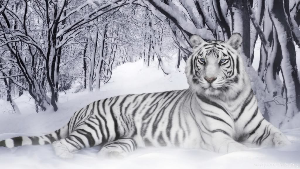 white-tiger-28panthera-tigris29-1280x720.jpg