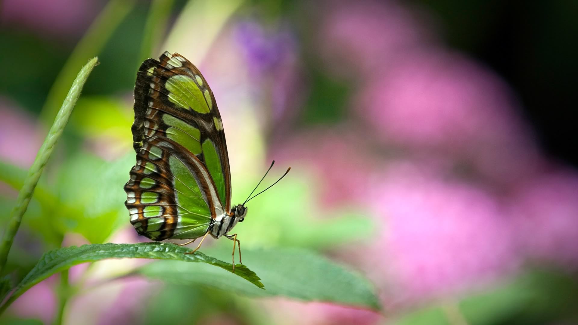 green_butterfly-1920x1080.jpg