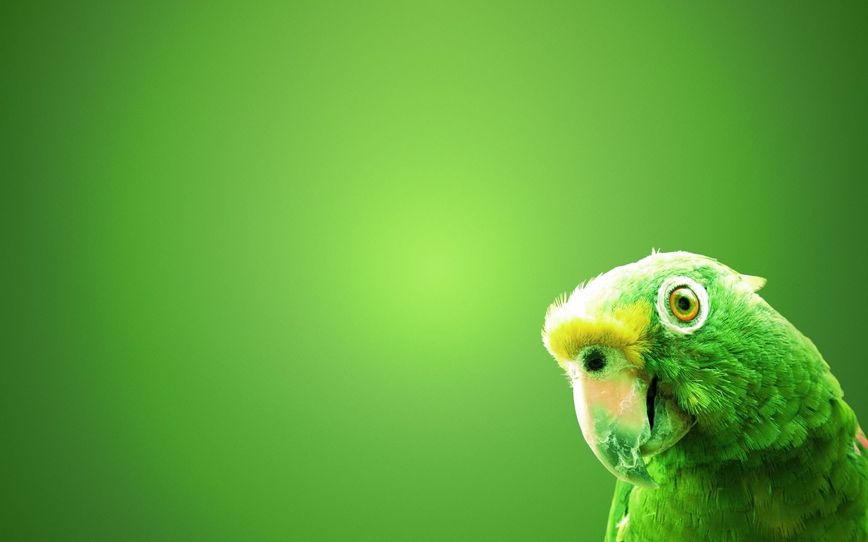green_parrot-2560x1600.jpg