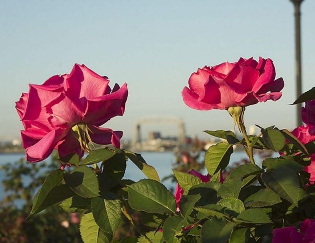 gul_30-1280x1024.jpg