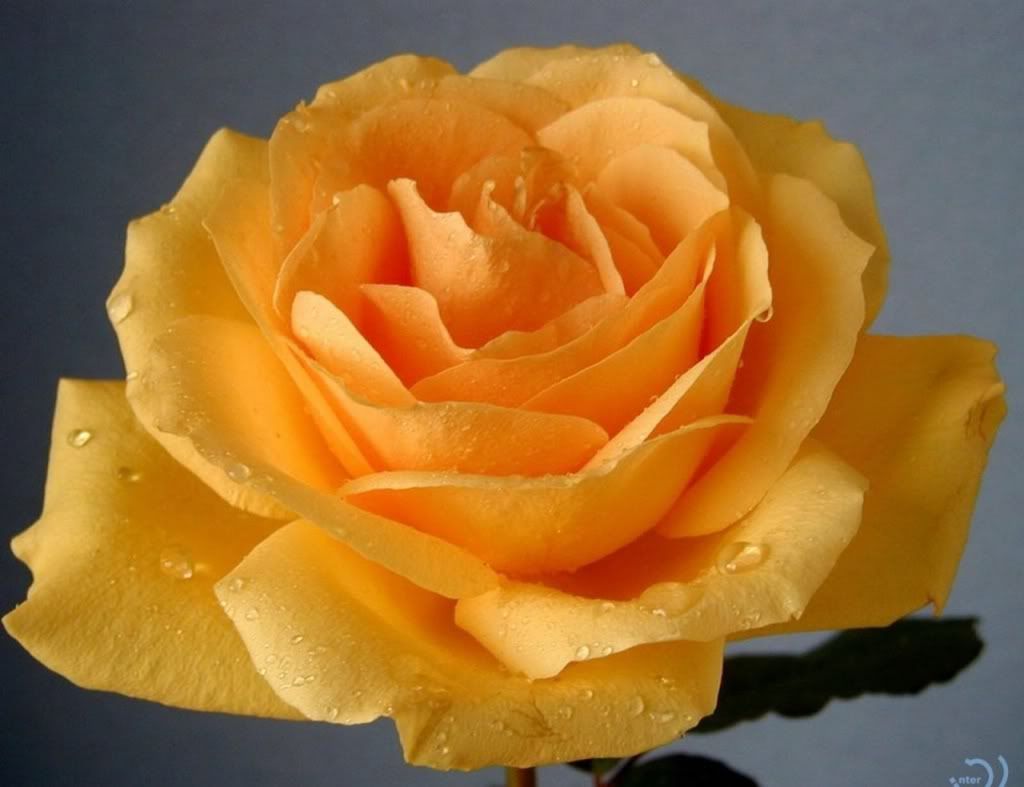 gul_31-1280x1024.jpg
