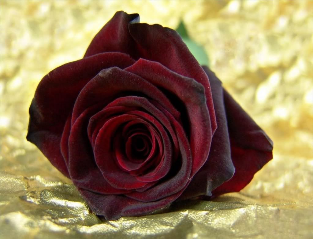 gul_32-1280x1024.jpg