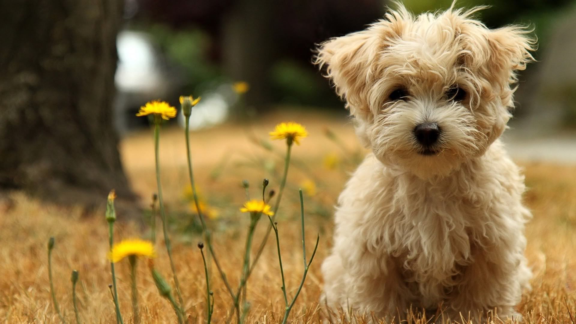 havanese_silk_dog-1920x1080.jpg