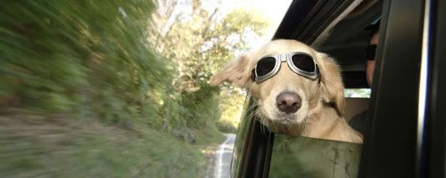 hd-dog-wallpapers.jpg