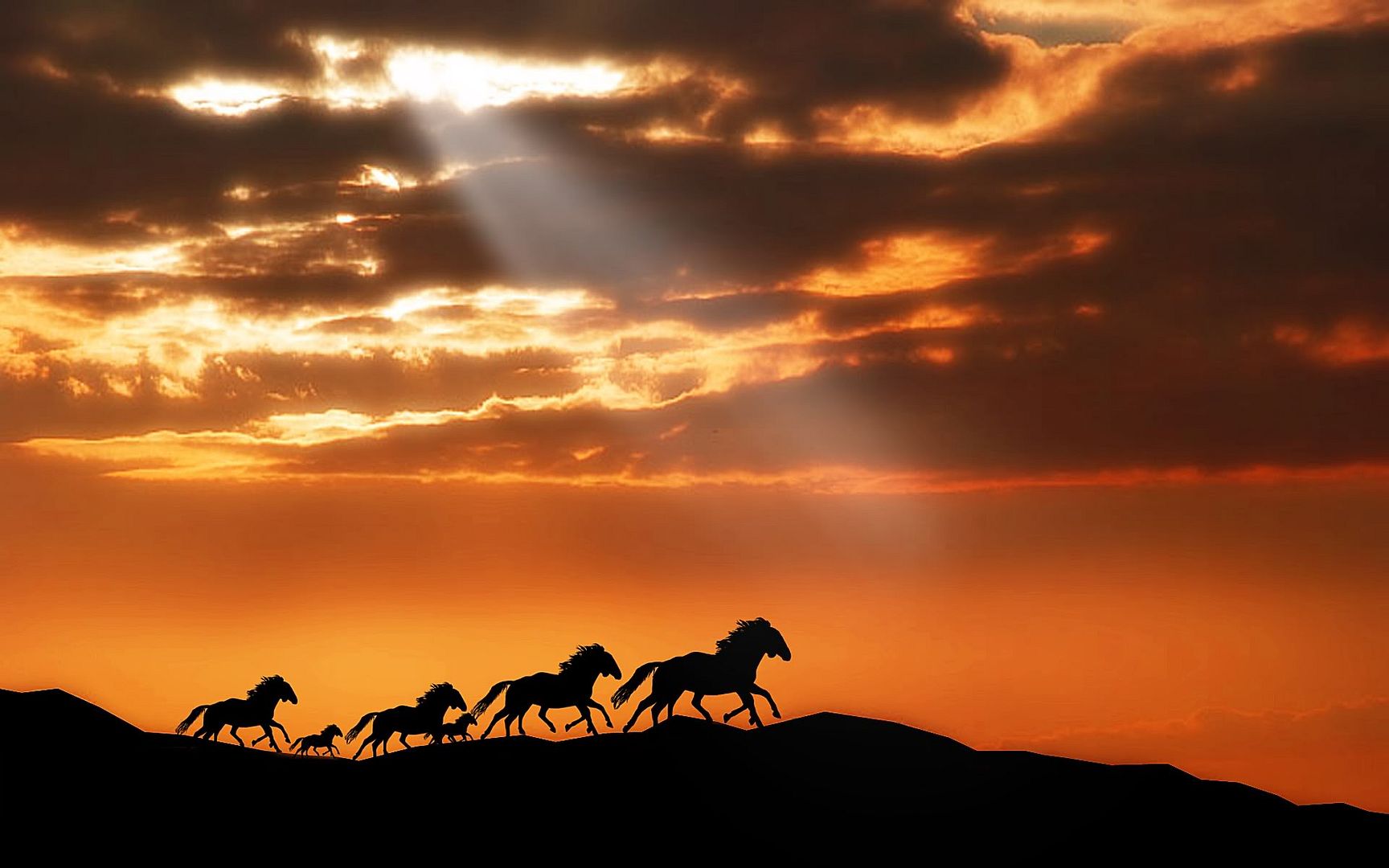 horses-1920x1200.jpg
