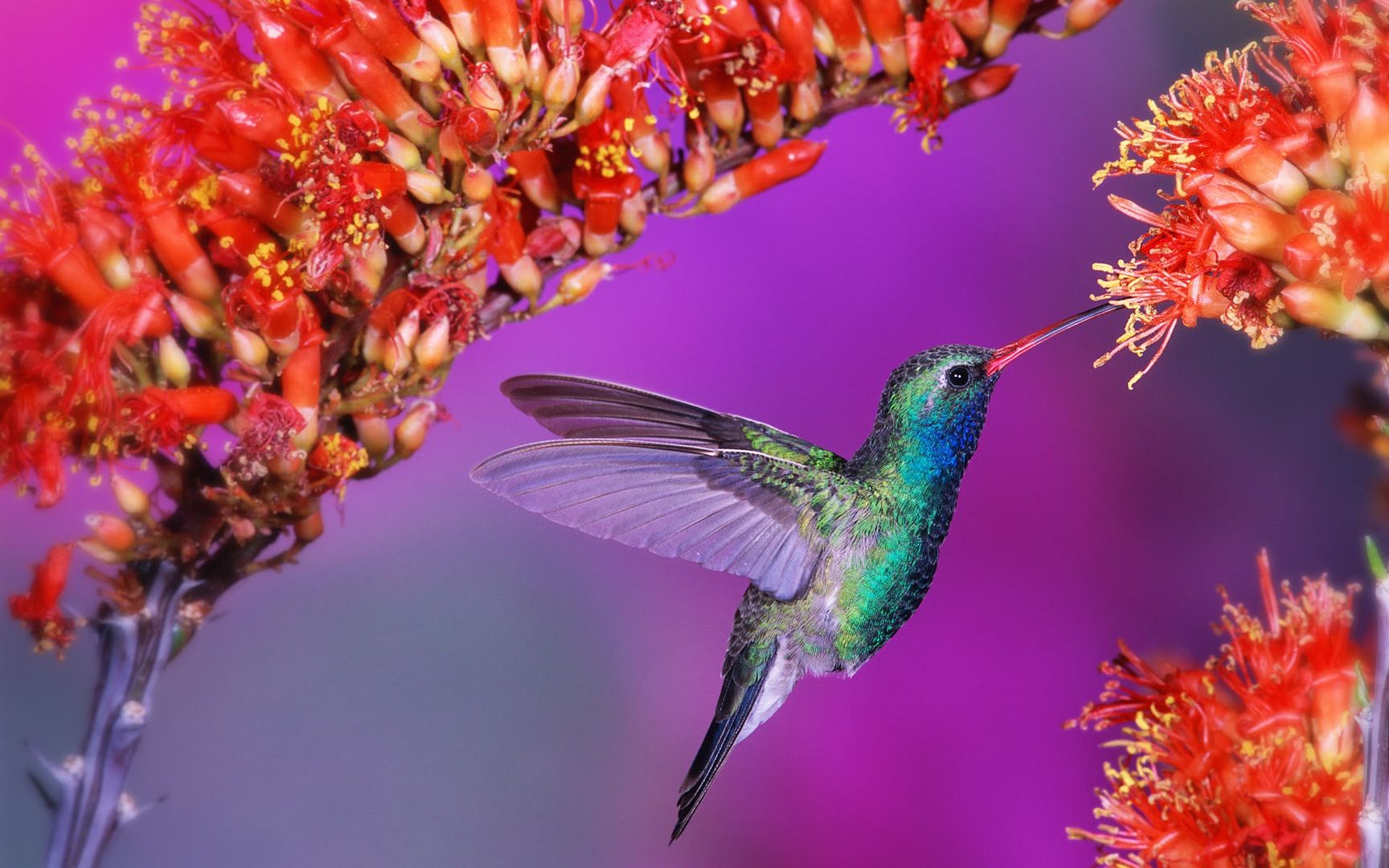 hummingbird-1920x1200.jpg