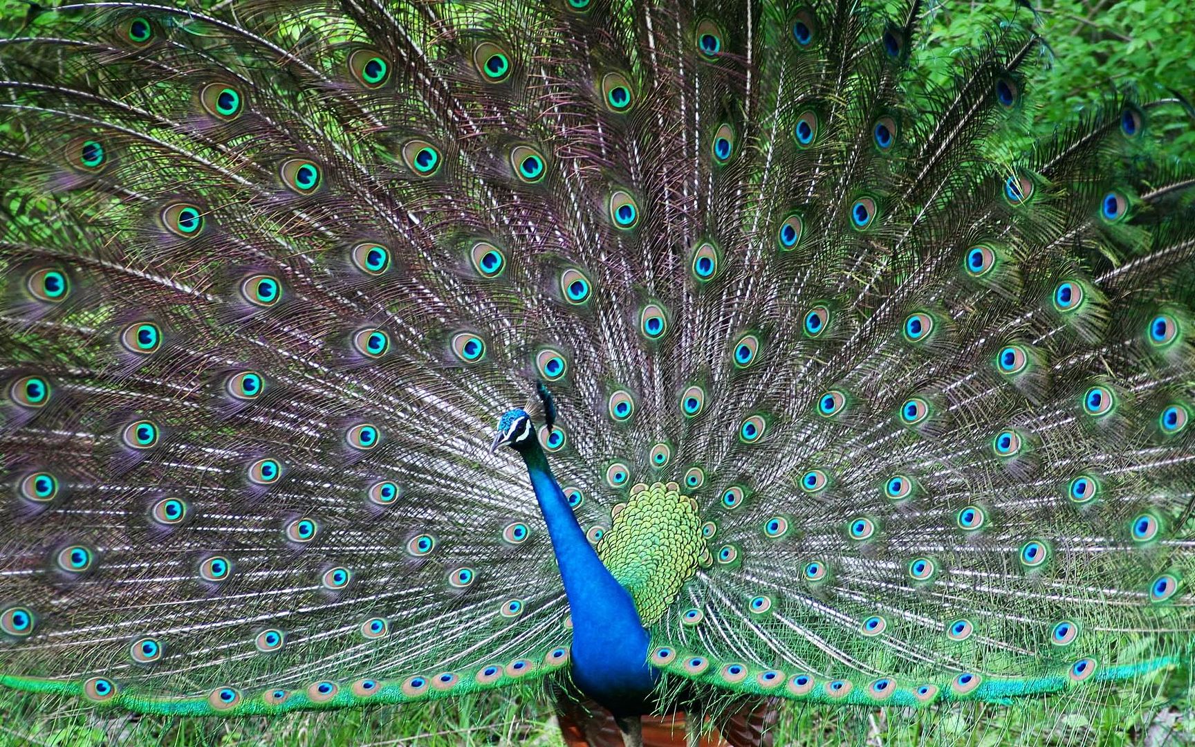 indian_peafowl-1920x1200.jpg
