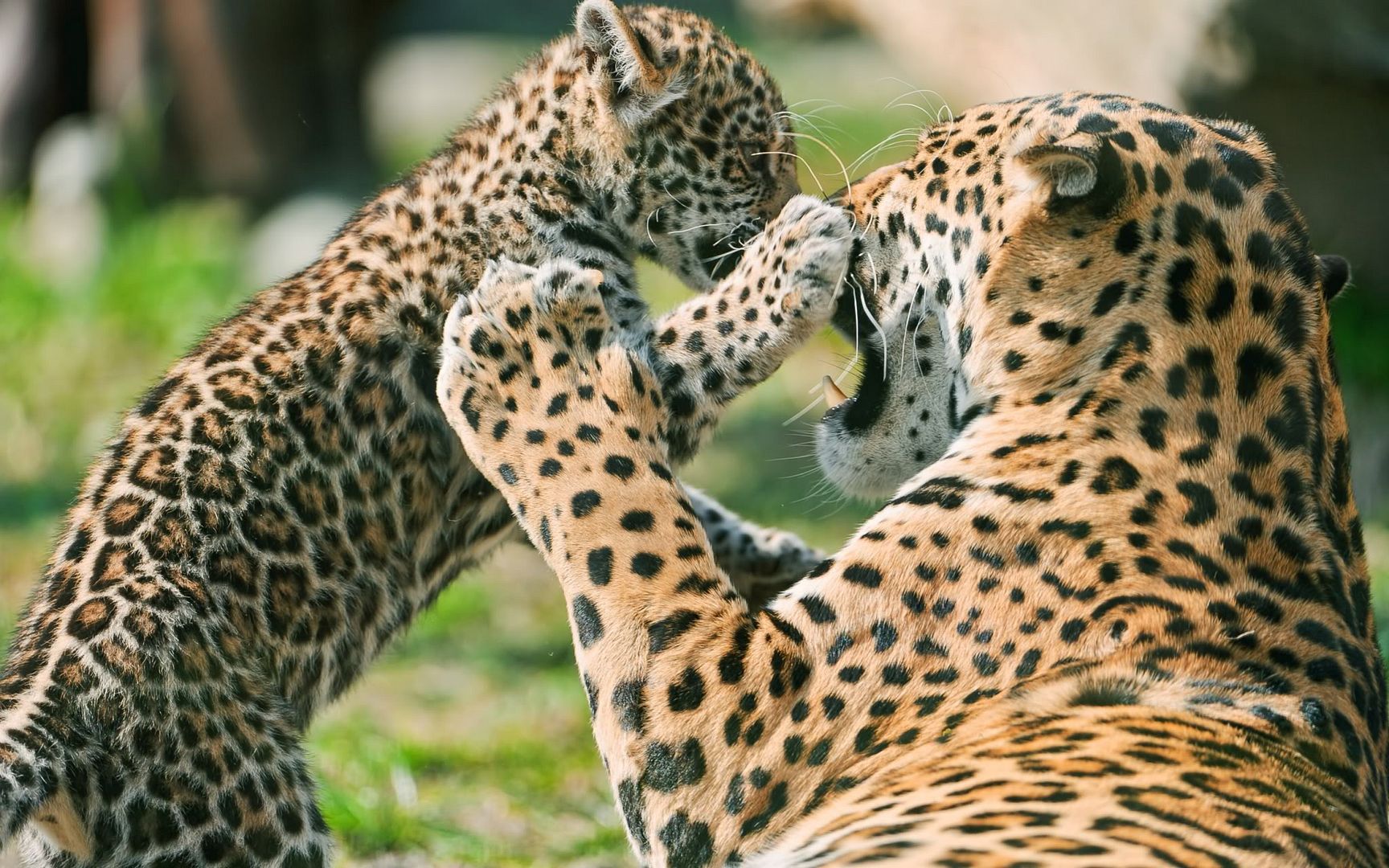 jaguar_cub_fighting_mother-2560x1600.jpg