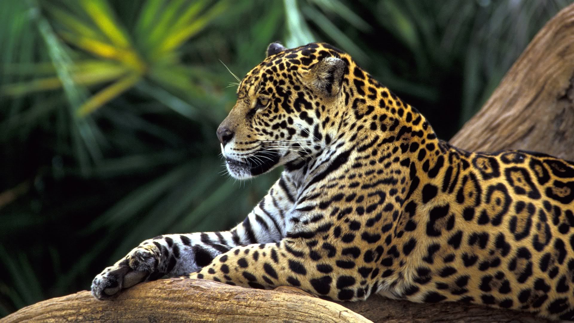 jaguar_in_amazon_rainforest-1920x1080.jpg