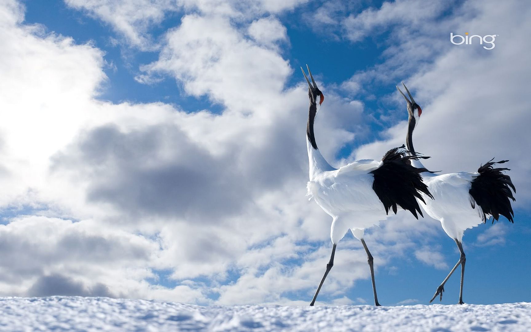 japanese_cranes-1920x1200.jpg