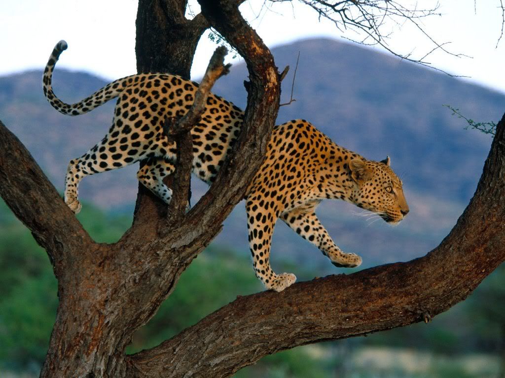 animal_0010.jpg