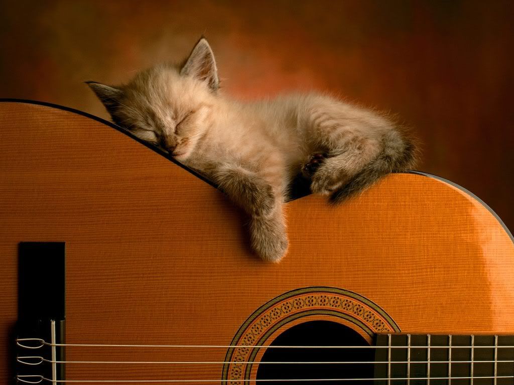 animal_0117.jpg