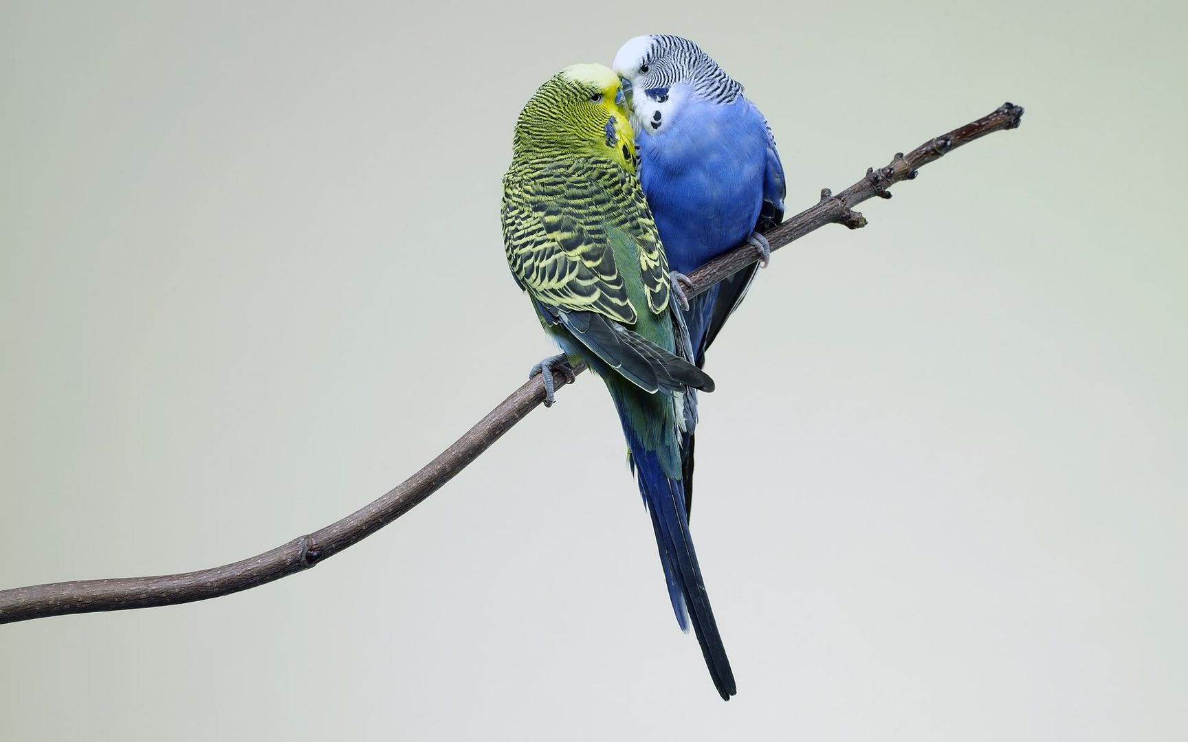 kissing_budgies-1920x1200.jpg